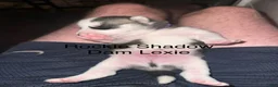 Siberian Husky dogs for sale: Rockie Shadow - Ad 6