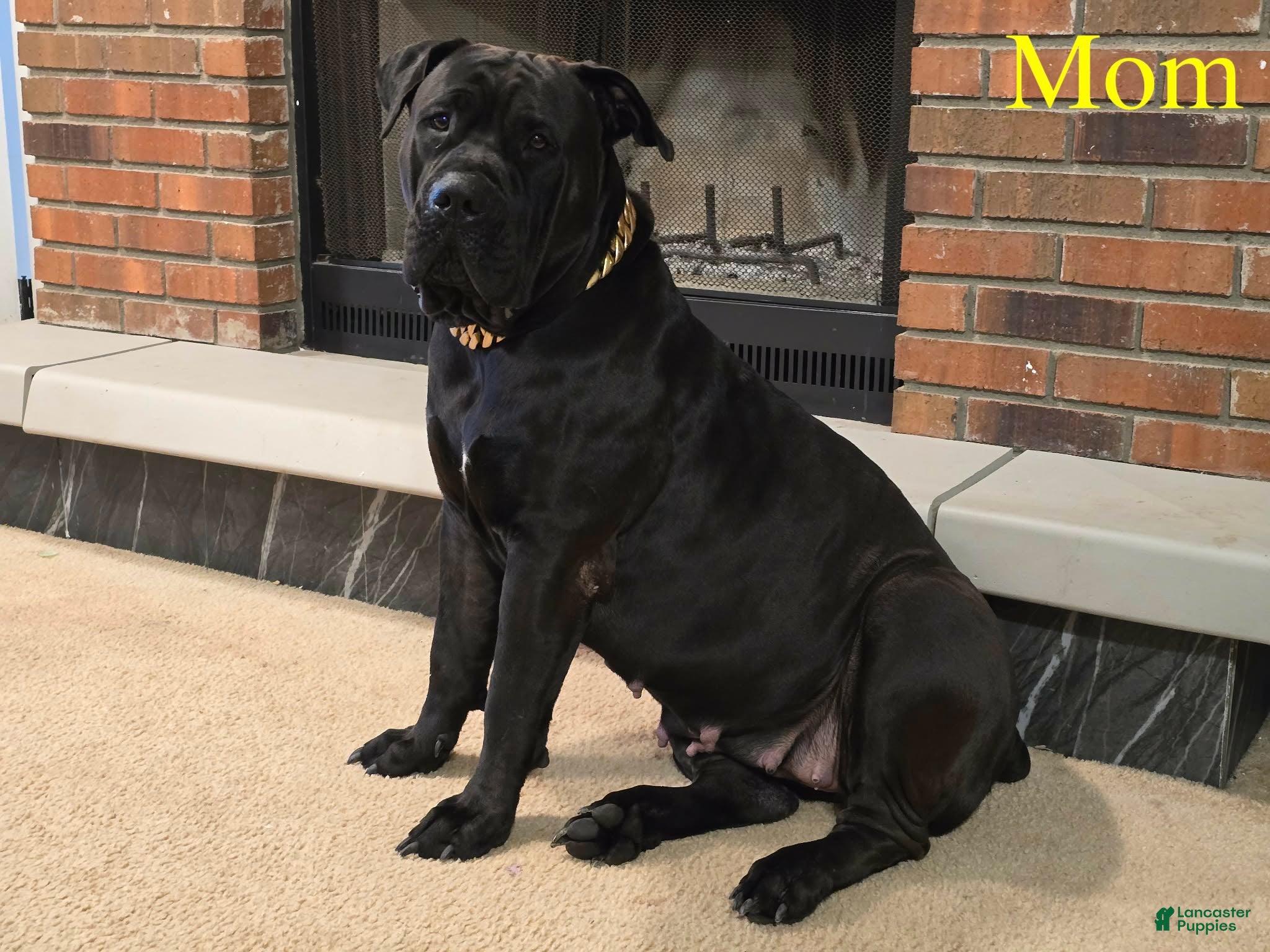 South African Boerboels dogs Beige  - Ad 2