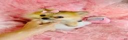 Pomeranian dogs for sale: Pomeranian 1 - Ad 2