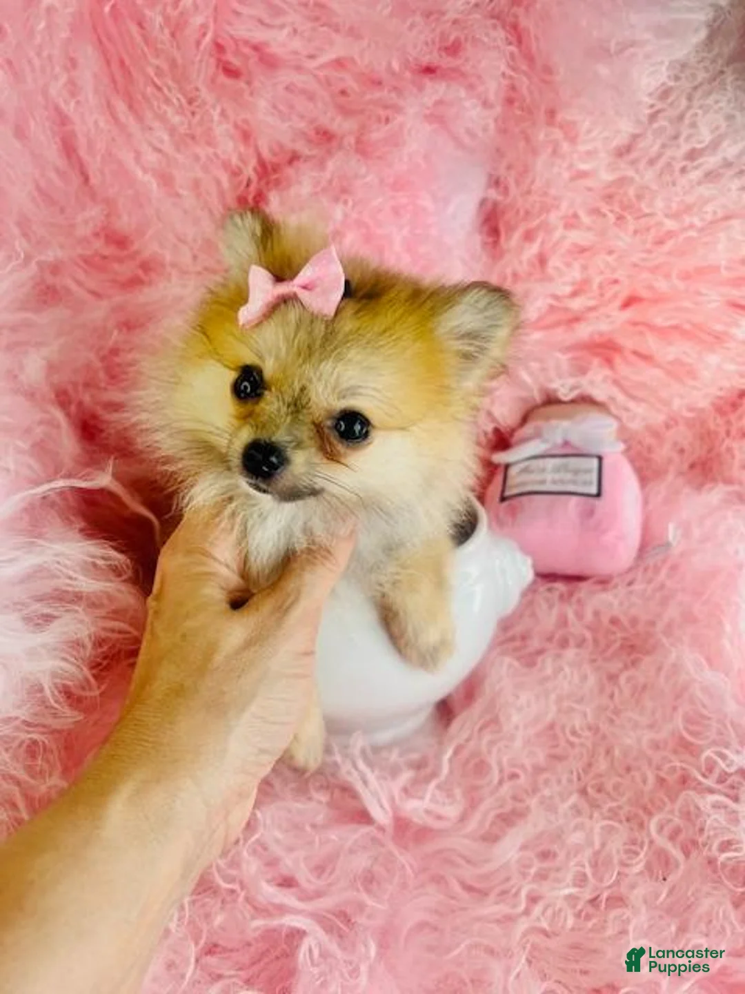 Pomeranian dogs for sale: Pomeranian 1 - Ad 2