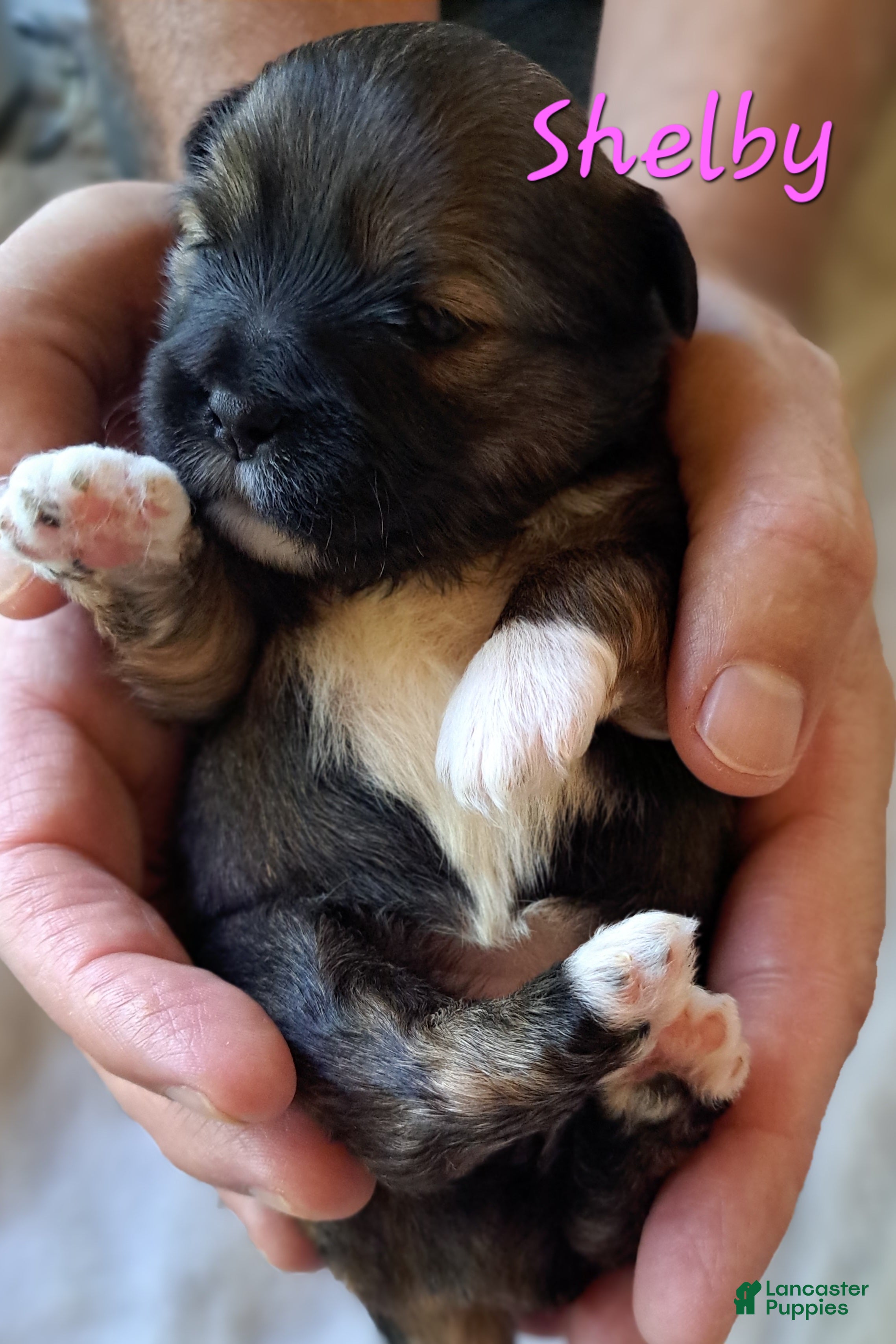 Lhasa Apso dogs for sale: Shelby - Ad 2