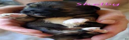 Lhasa Apso dogs for sale: Shelby - Ad 2