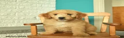 Mini Goldendoodle dogs for sale: Natcho  - Ad 2