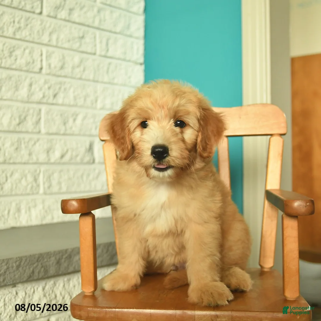 Mini Goldendoodle dogs for sale: Natcho  - Ad 2