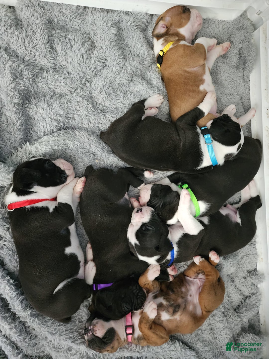 Gallery Image {{count}}