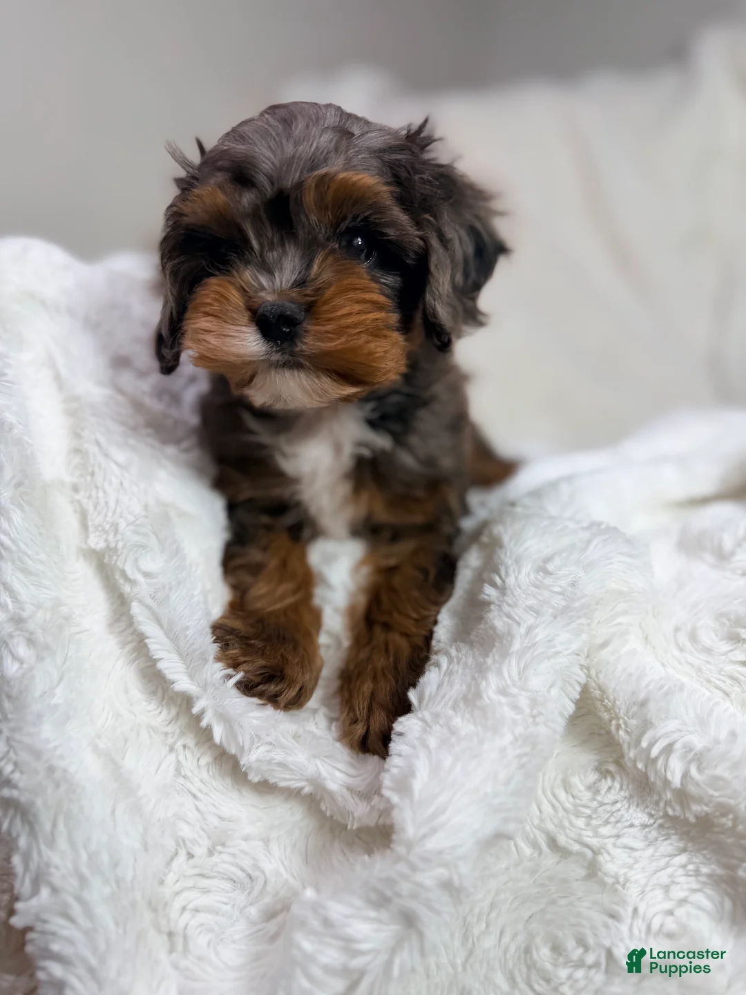 Cavapoo dogs for sale: Peanut 🥜  - Ad 24