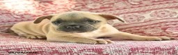 French Bulldog dogs for sale: Martha - Ad 3