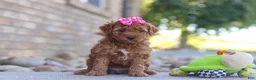 Mini Goldendoodle dogs for sale: Eve - Ad 3
