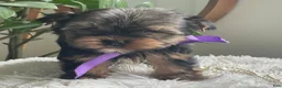 Yorkshire Terrier dogs for sale: Tucker - Ad 4