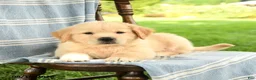 Mixed Breed dogs for sale: Casper - Ad 3