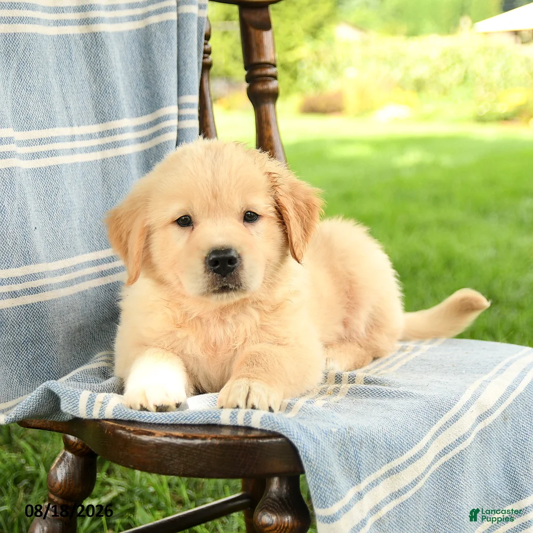 Mixed Breed dogs for sale: Casper - Ad 3