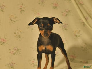 Miniature Pinscher dogs - Ad 12