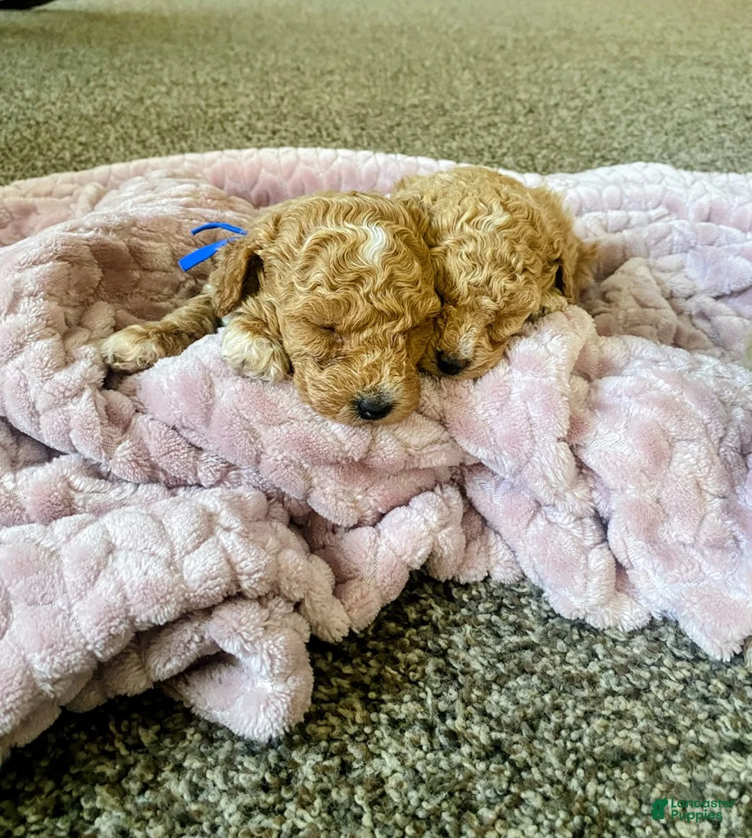 Toy Poodle dogs for sale: LITTLE ARCHIE - Ad 38