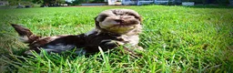 Havapoo dogs for sale: Heavenly - Ad 19