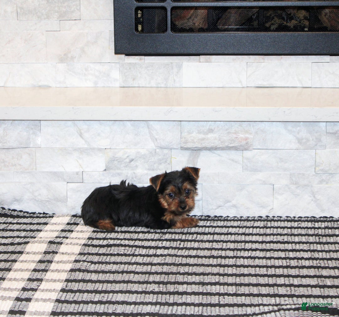 Yorkshire Terrier dogs for sale: Robot - Ad 2