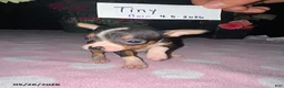 Chihuahua dogs for sale: Tiny - Ad 1