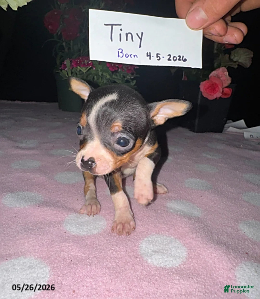 Chihuahua dogs for sale: Tiny - Ad 1