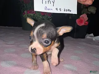 Chihuahua dogs for sale: Tiny - Ad 3