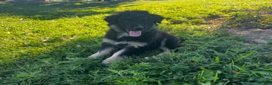 Bella
