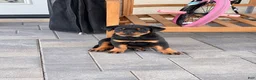 Rottweiler dogs for sale: Rottweiler AKC - Ad 4