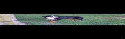 Bernese Mountain Dog dogs for sale: Brandi - Ad 2