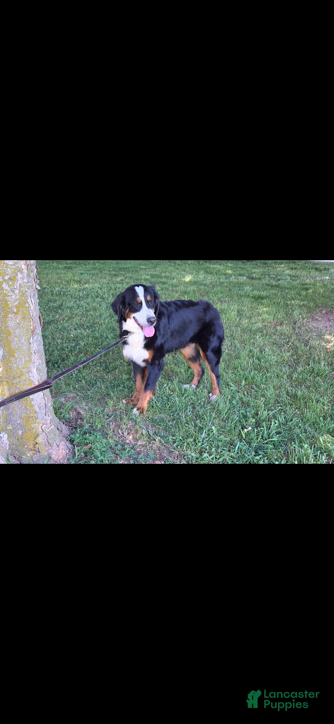 Bernese Mountain Dog dogs for sale: Brandi - Ad 2