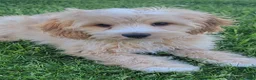 Mini Goldendoodle dogs for sale: Teddy Male - Ad 2