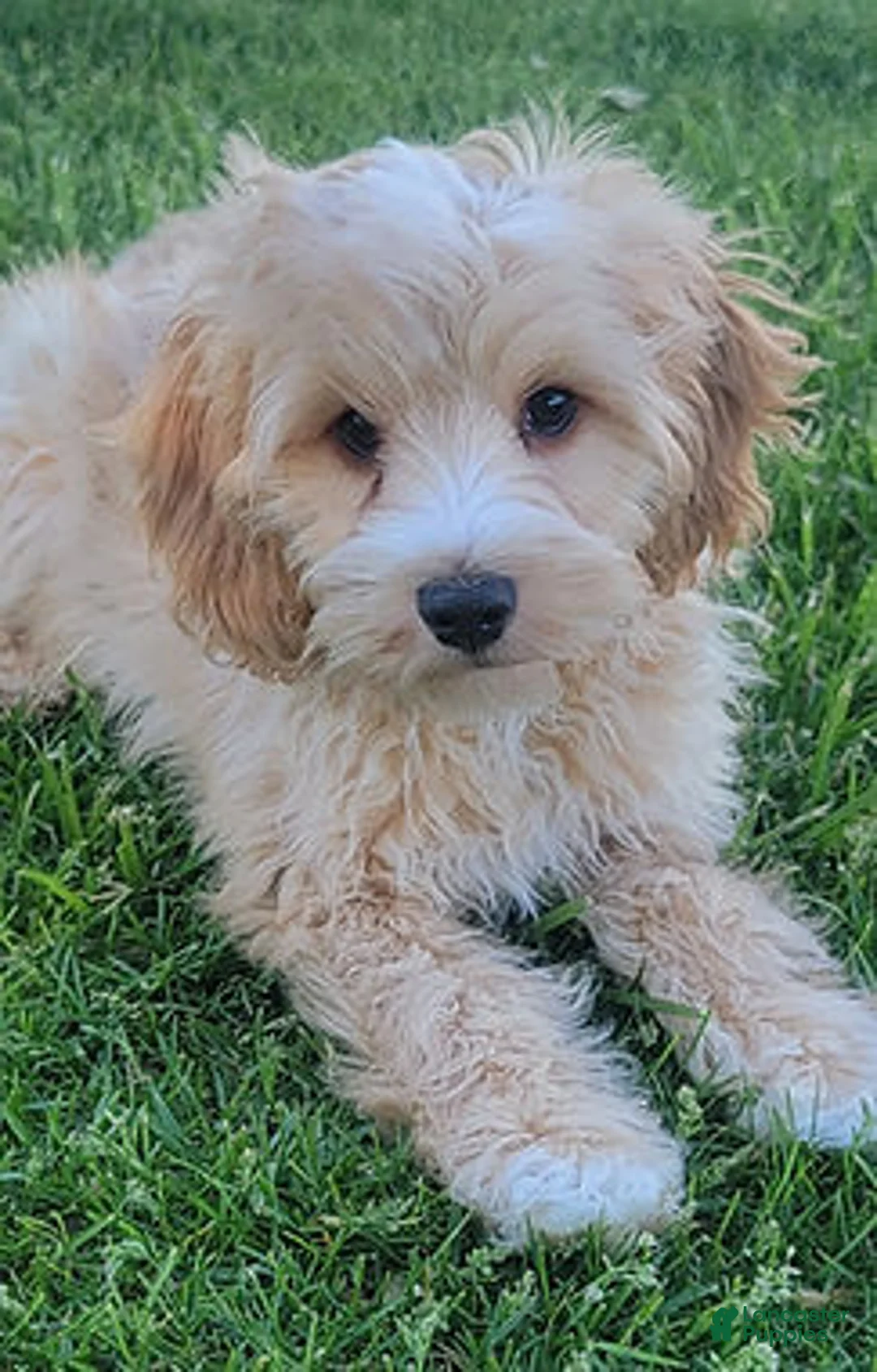Mini Goldendoodle dogs for sale: Teddy Male - Ad 2