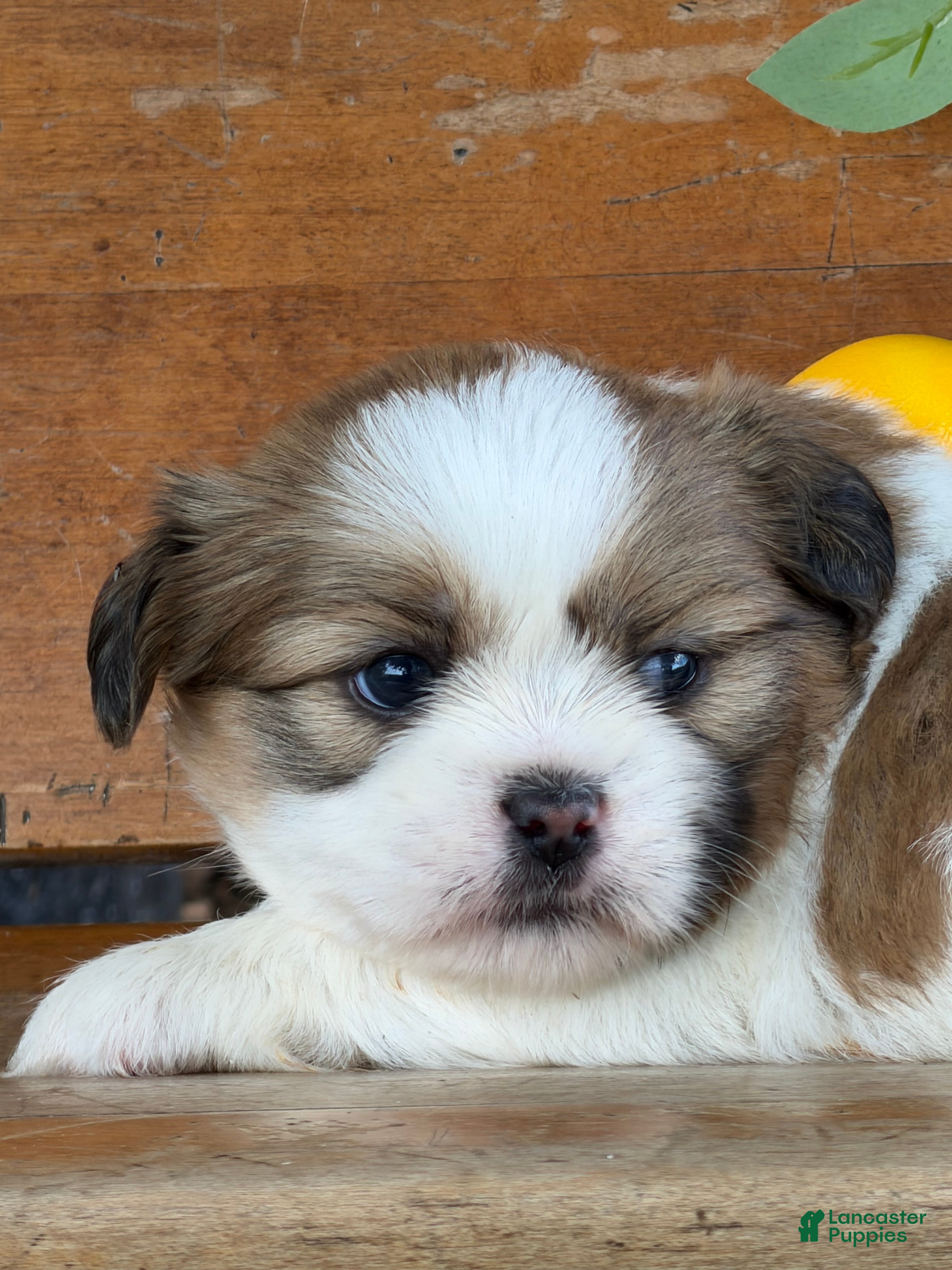 Shih Tzu dogs Quigley Shih Tzu  - Ad 2