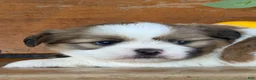 Shih Tzu dogs for sale: Quigley Shih Tzu  - Ad 10