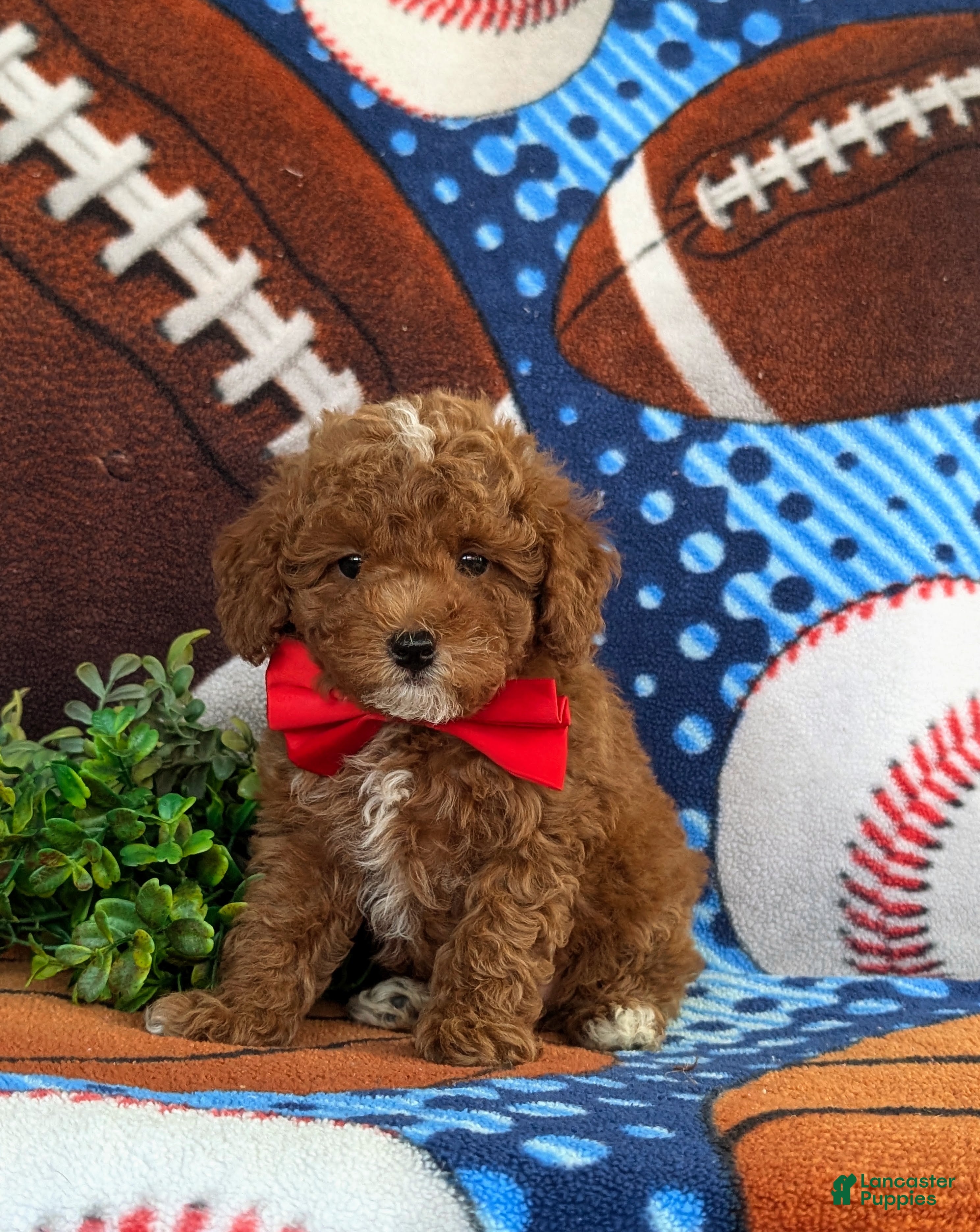 Toy Poodle dogs for sale: Sigmund 9 lbs Full Grown - Ad 3