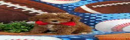 Toy Poodle dogs for sale: Sigmund 9 lbs Full Grown - Ad 1