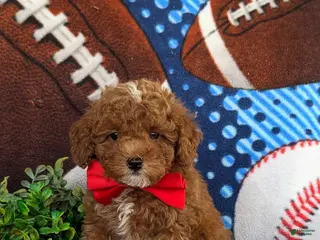 Toy Poodle dogs for sale: Sigmund 9 lbs Full Grown - Ad 3