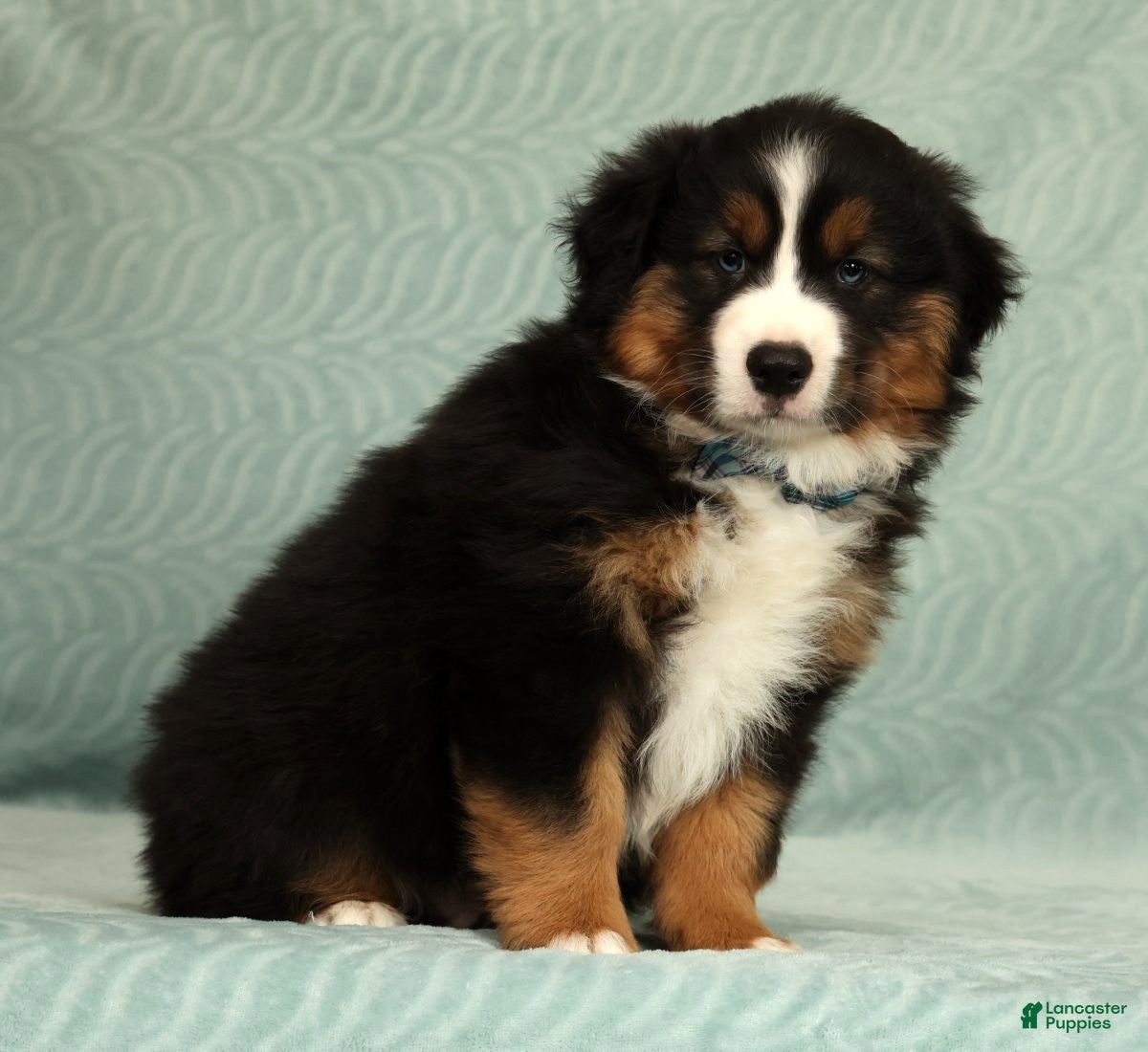 Australian Shepherd dogs for sale: Bear - Ad 4