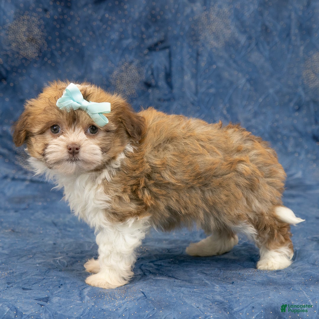 Havanese dogs for sale: Zues - Ad 4
