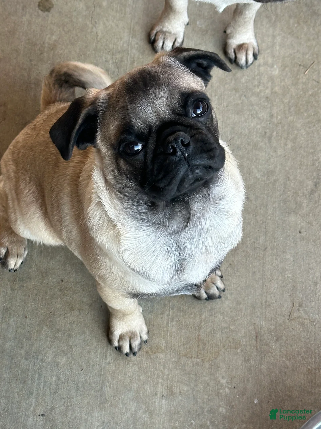 Pug dogs for sale: Pug Puppy 1 - Ad 2