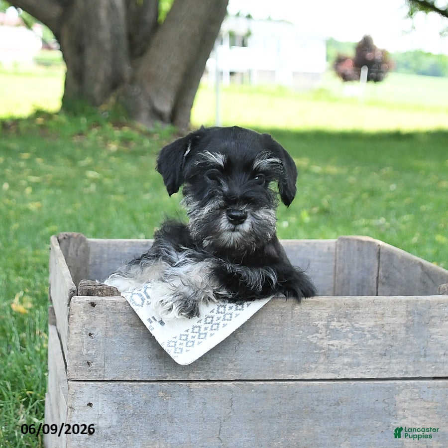 Miniature Schnauzer dogs Ivy - Ad 1