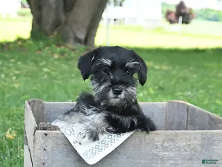 Miniature Schnauzer dogs for sale: Ivy - Ad 4