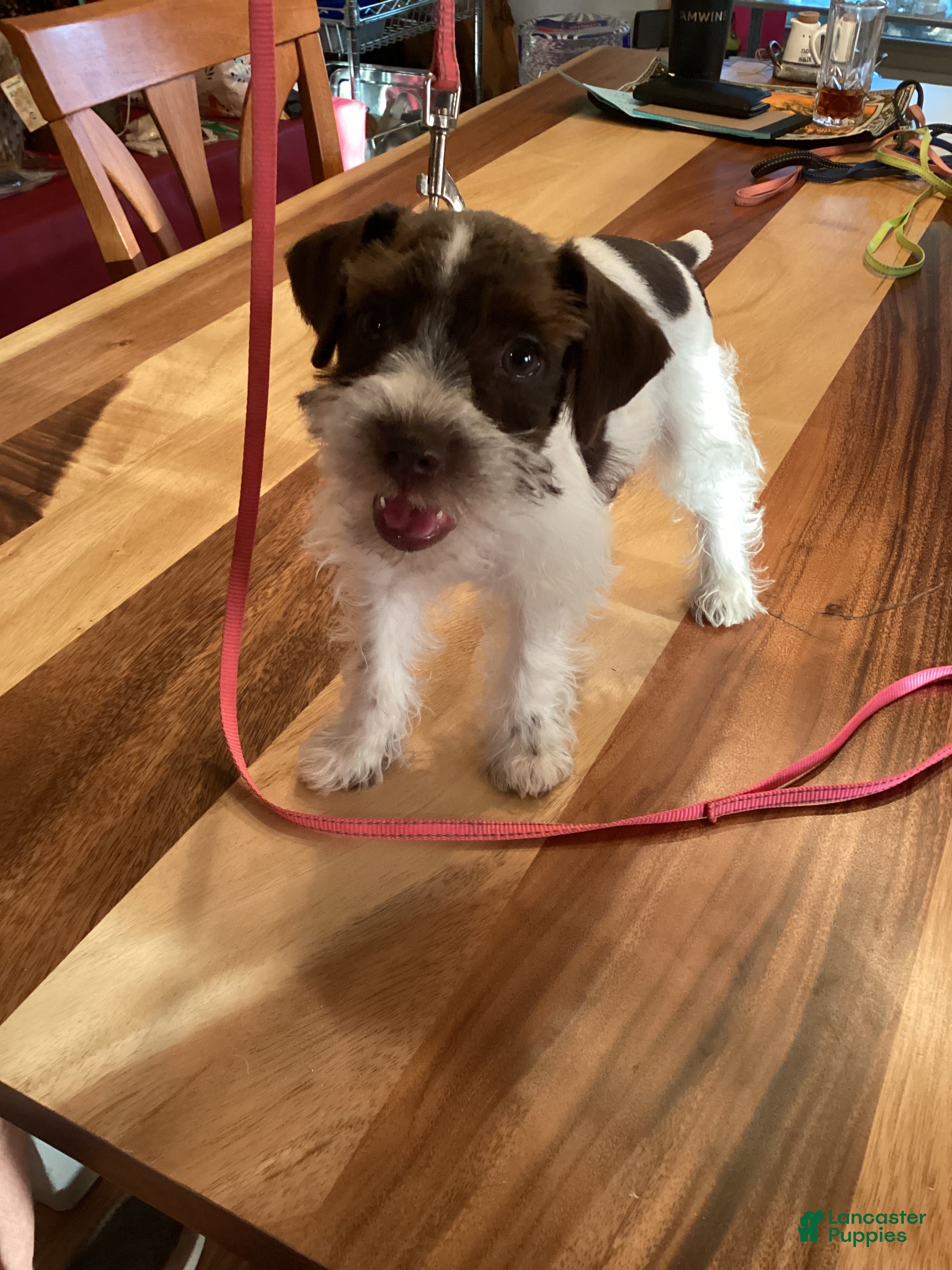 Miniature Schnauzer dogs Miniature Schnauzer 4 - Ad 6