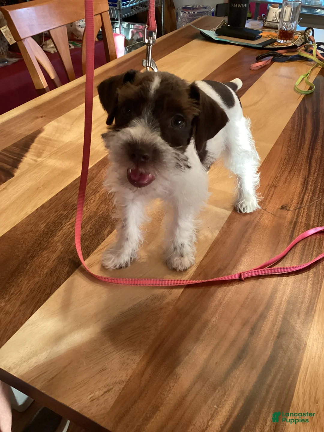 Miniature Schnauzer dogs for sale: Miniature Schnauzer 4 - Ad 1