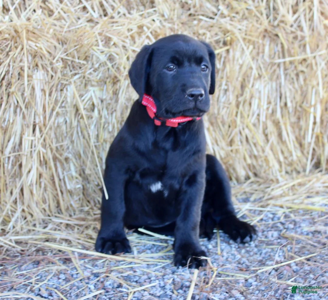 Labrador Retriever dogs for sale: Red Collar - Ad 2