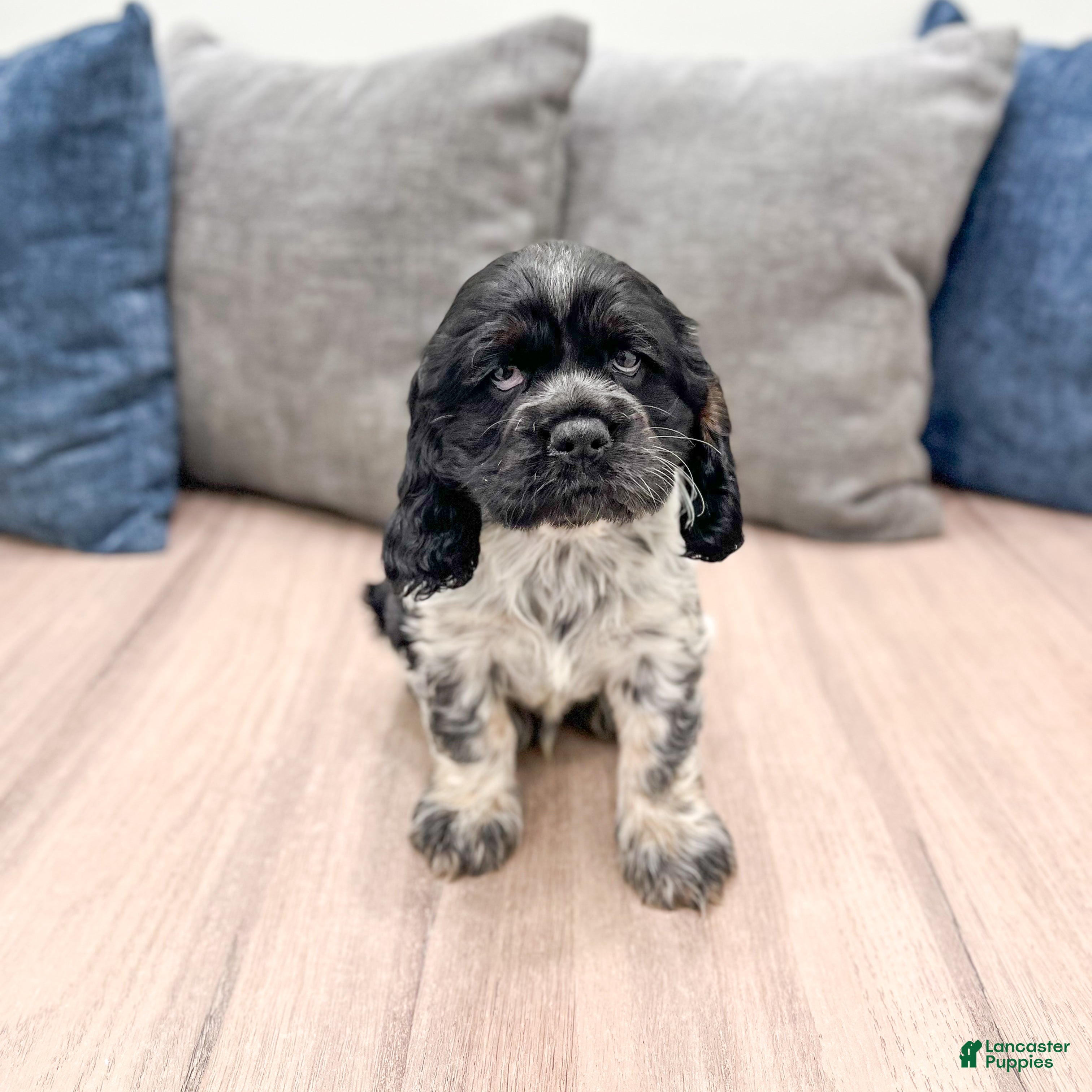 Cocker Spaniel dogs Dixon - Ad 1