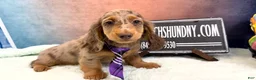 Miniature Dachshund dogs for sale: Champion bred Russian  - Ad 9