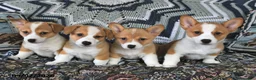Welsh Corgi Pembroke dogs for sale: Kim  - Ad 5