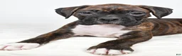 Boxer dogs for sale: Diesel - Ad 4