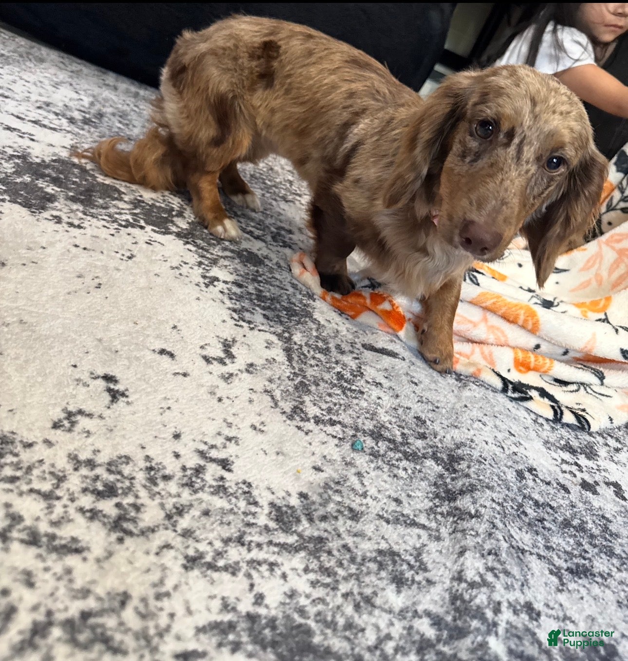 Miniature Dachshund dogs Miniature Dachshund Puppy 1 - Ad 27