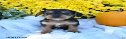 Mixed Breed dogs for sale: Caramel - Ad 3