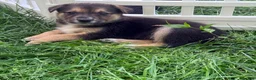 Mixed Breed dogs for sale: Puppy 2 - Ad 2