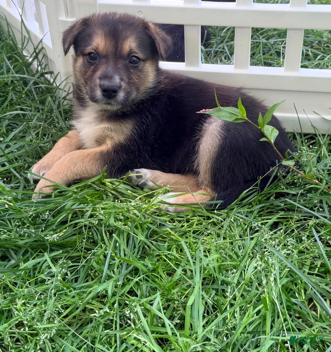 Mixed Breed dogs for sale: Puppy 2 - Ad 2