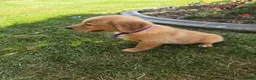 Golden Retriever dogs for sale: Golden Retriever 1 Layla - Ad 2